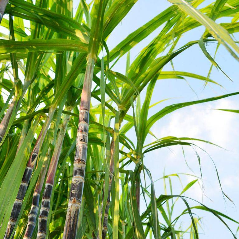 Sugar cane field photograph